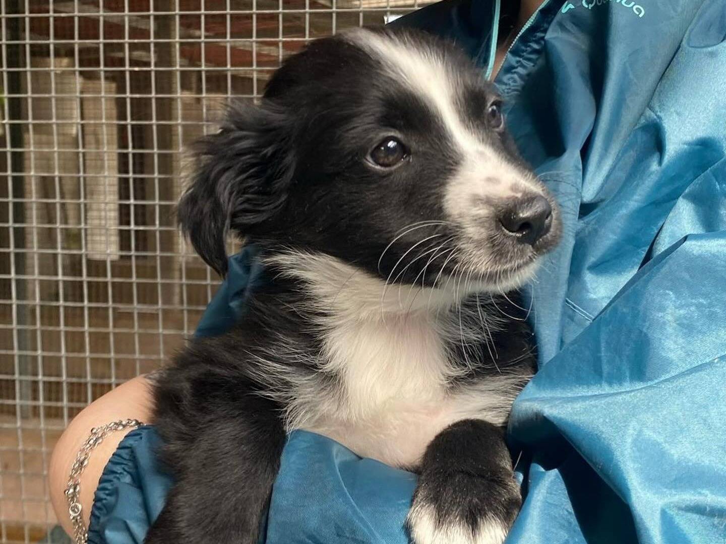 Adotta il cane Moffy a Latina