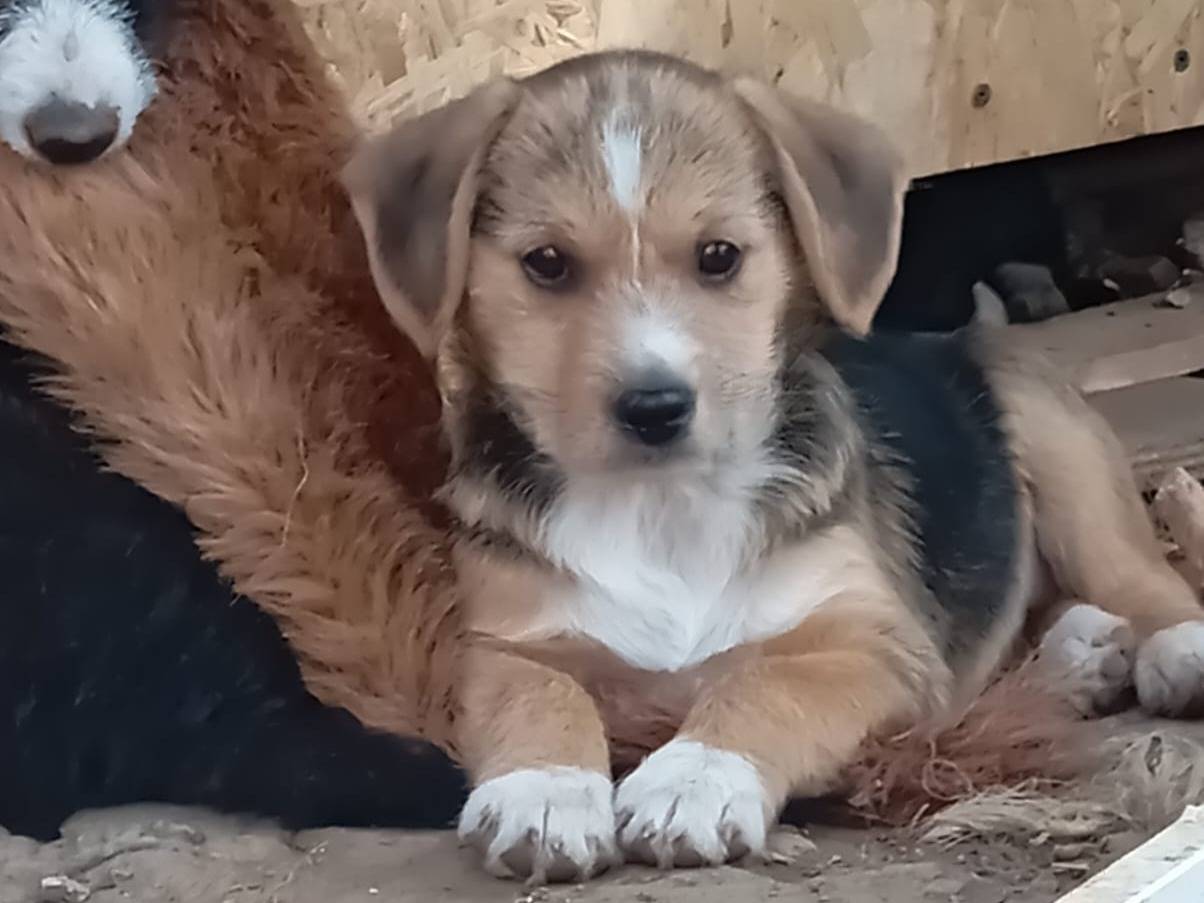 Adozione cane, maschio, Razza sconosciuta Razza sconosciuta, 2 mesi, taglia media contenuta, Frosinone