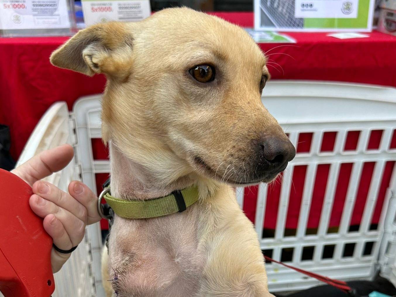 Adotta un cane, maschio, 2 anni  e 1 mese, Napoli
