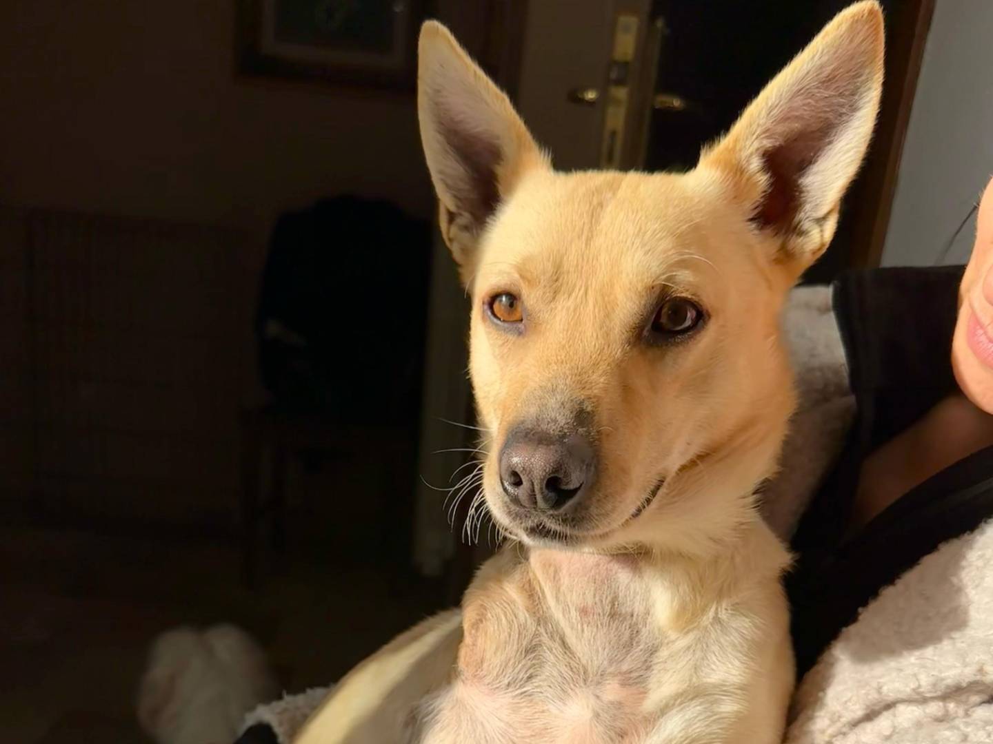 Adotta un cane, taglia piccola, maschio, Napoli