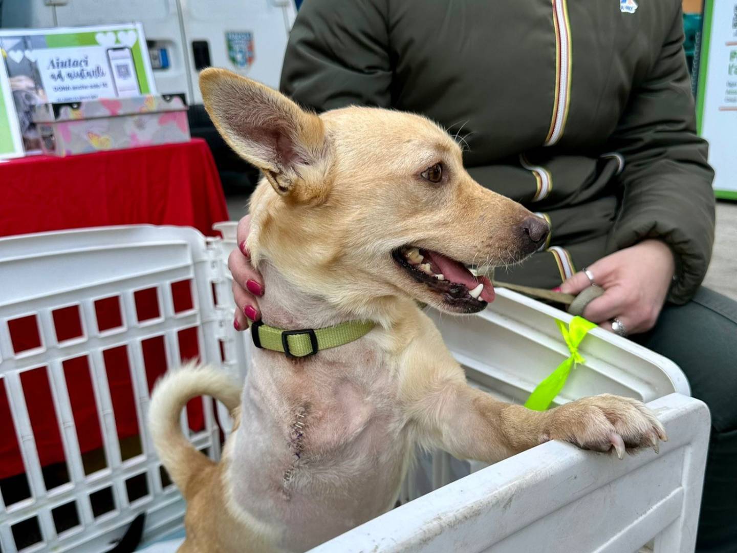 Adotta il cane Angelo a Napoli