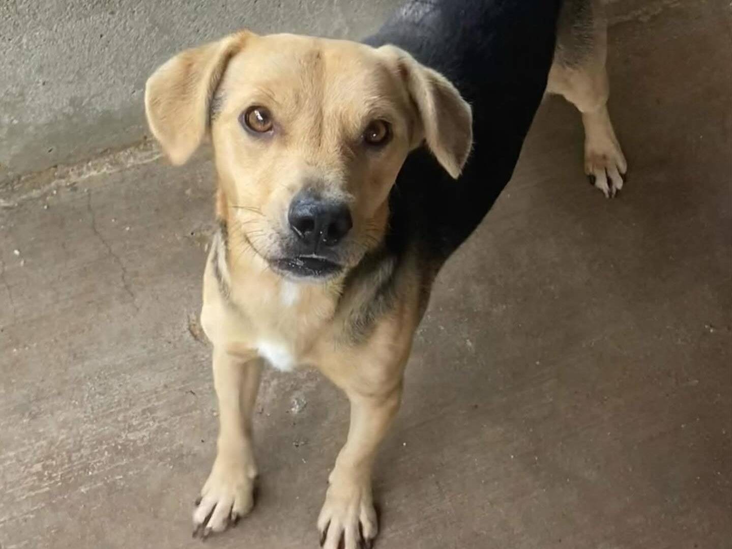 Adotta un cane, maschio, 2 anni  e 5 mesi , Latina