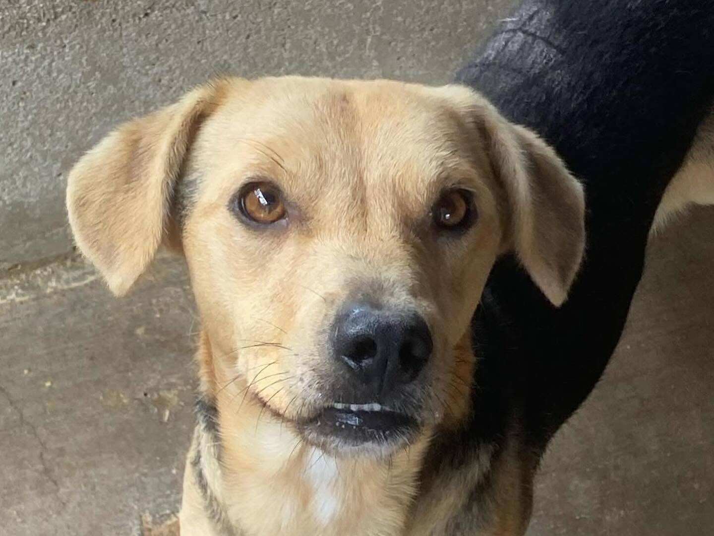Adotta un cane, taglia media contenuta, maschio, Latina