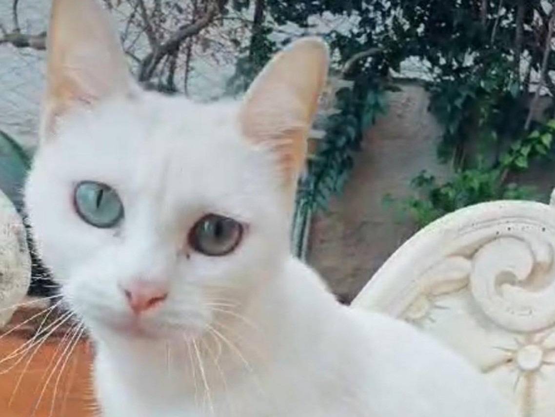 Adozione gatto, femmina, Razza sconosciuta Razza sconosciuta, 10 mesi, taglia non valida, Palermo