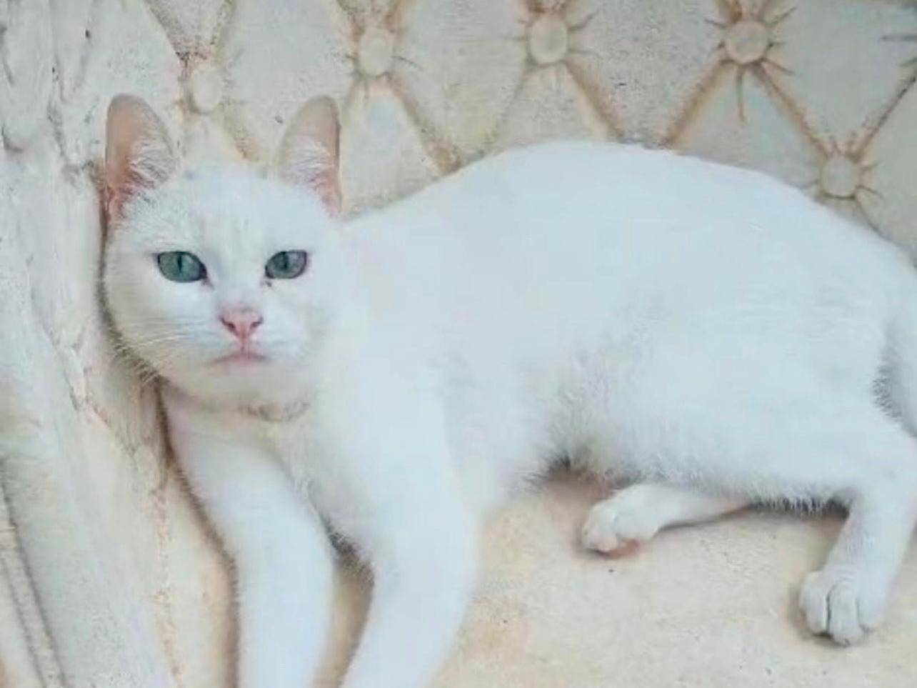 Adotta un gatto, femmina, 10 mesi, Palermo