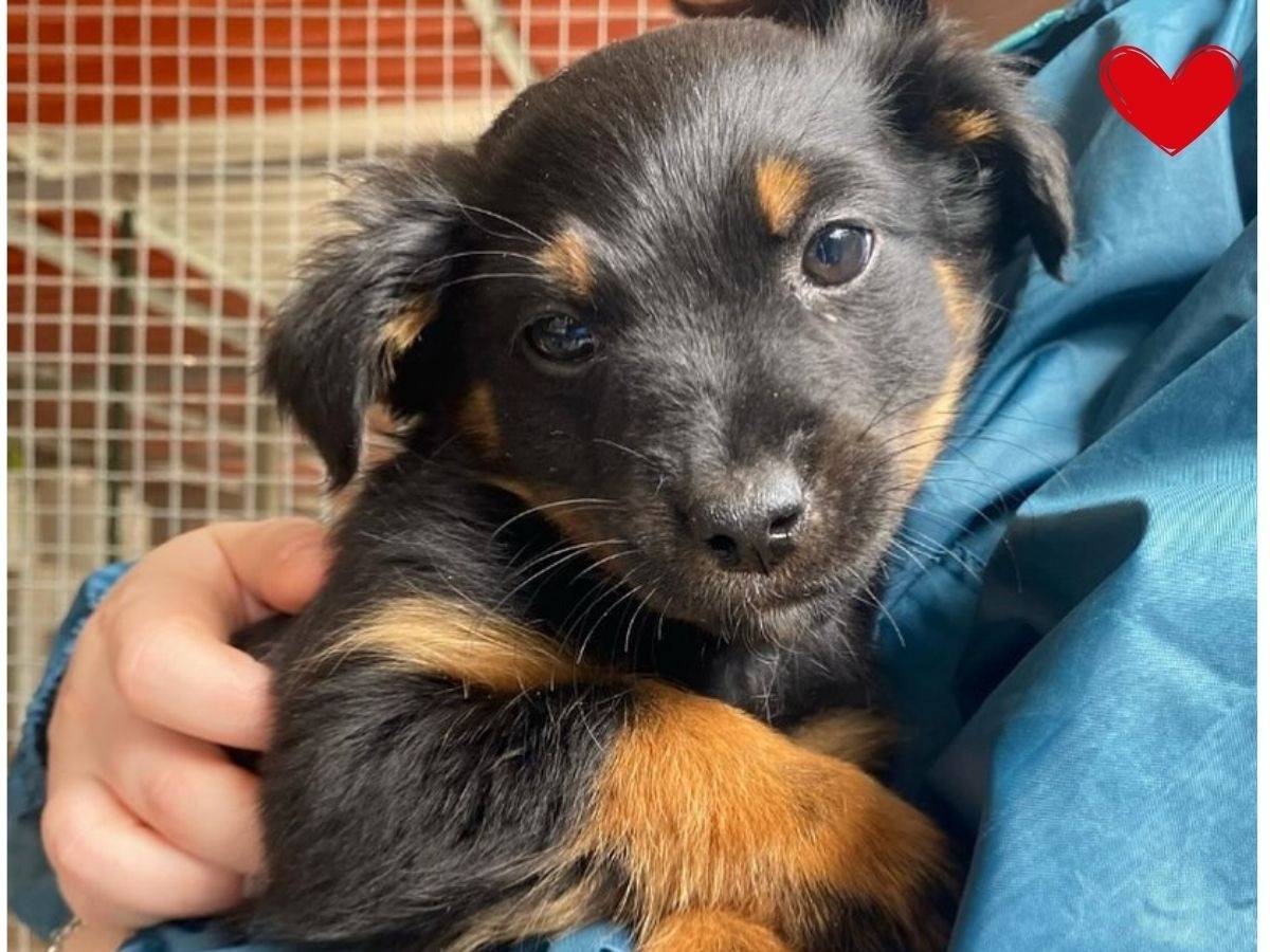 Adozione cane, femmina, Border Collie Razza sconosciuta, 1 anno e 5 mesi, taglia media contenuta, Latina