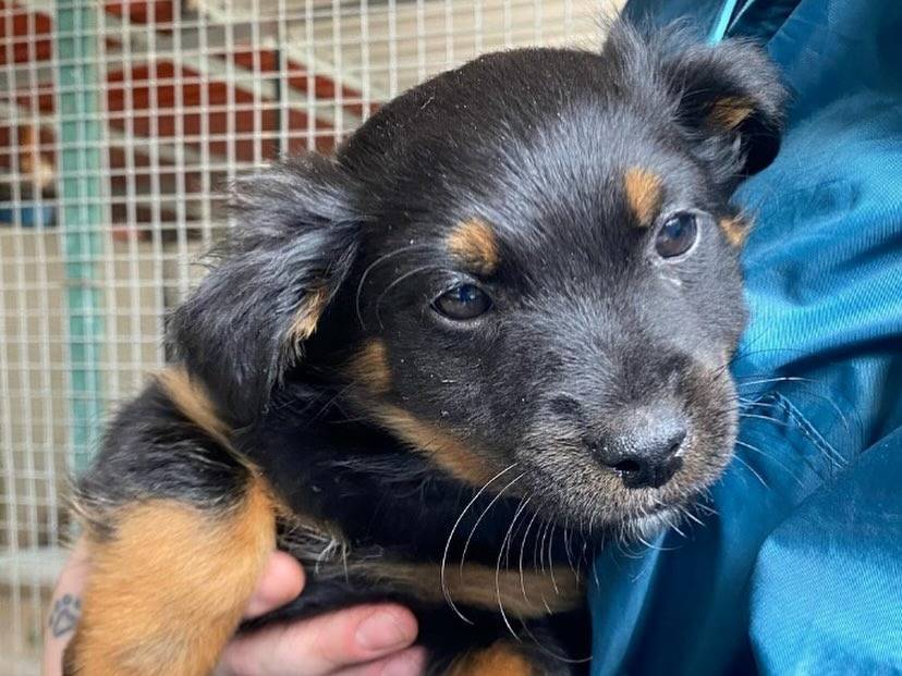 Adotta un cane, femmina, 1 anno e 5 mesi, Latina