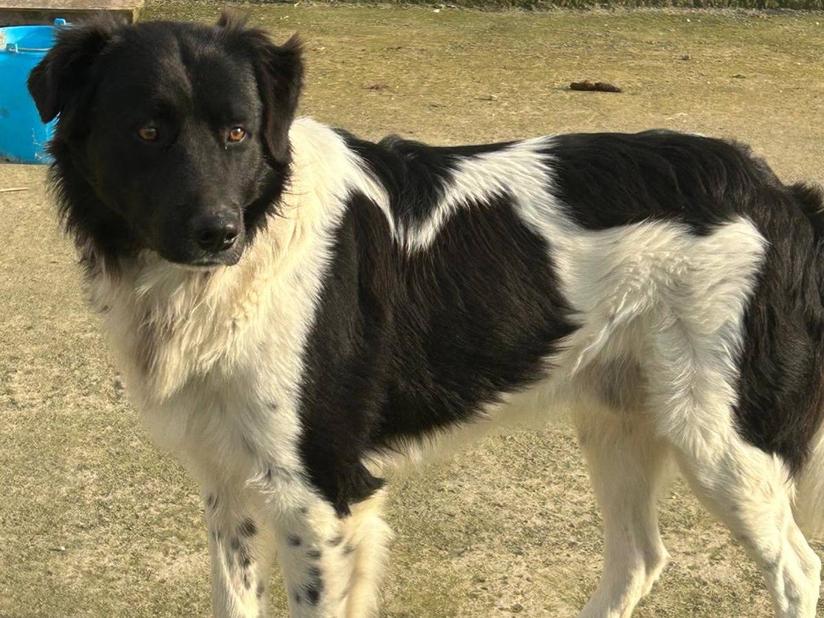 Adozione cane, maschio, Razza sconosciuta Razza sconosciuta, 1 anno, taglia grande, Catania