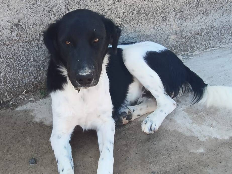 Adotta un cane, maschio, 1 anno, Catania