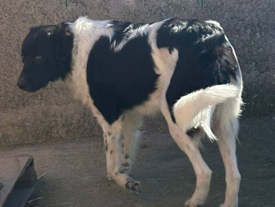 Adotta un cane, taglia grande, maschio, Catania