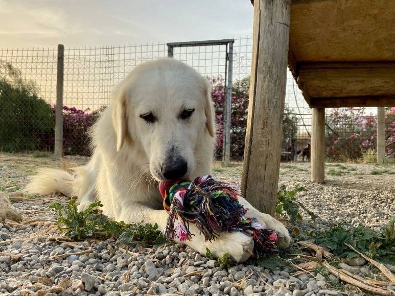 Adotta un cane, taglia grande, maschio, Crotone