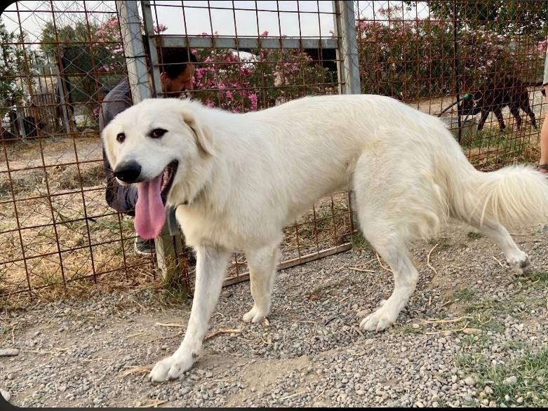Vuoi adottare un cane a Crotone?