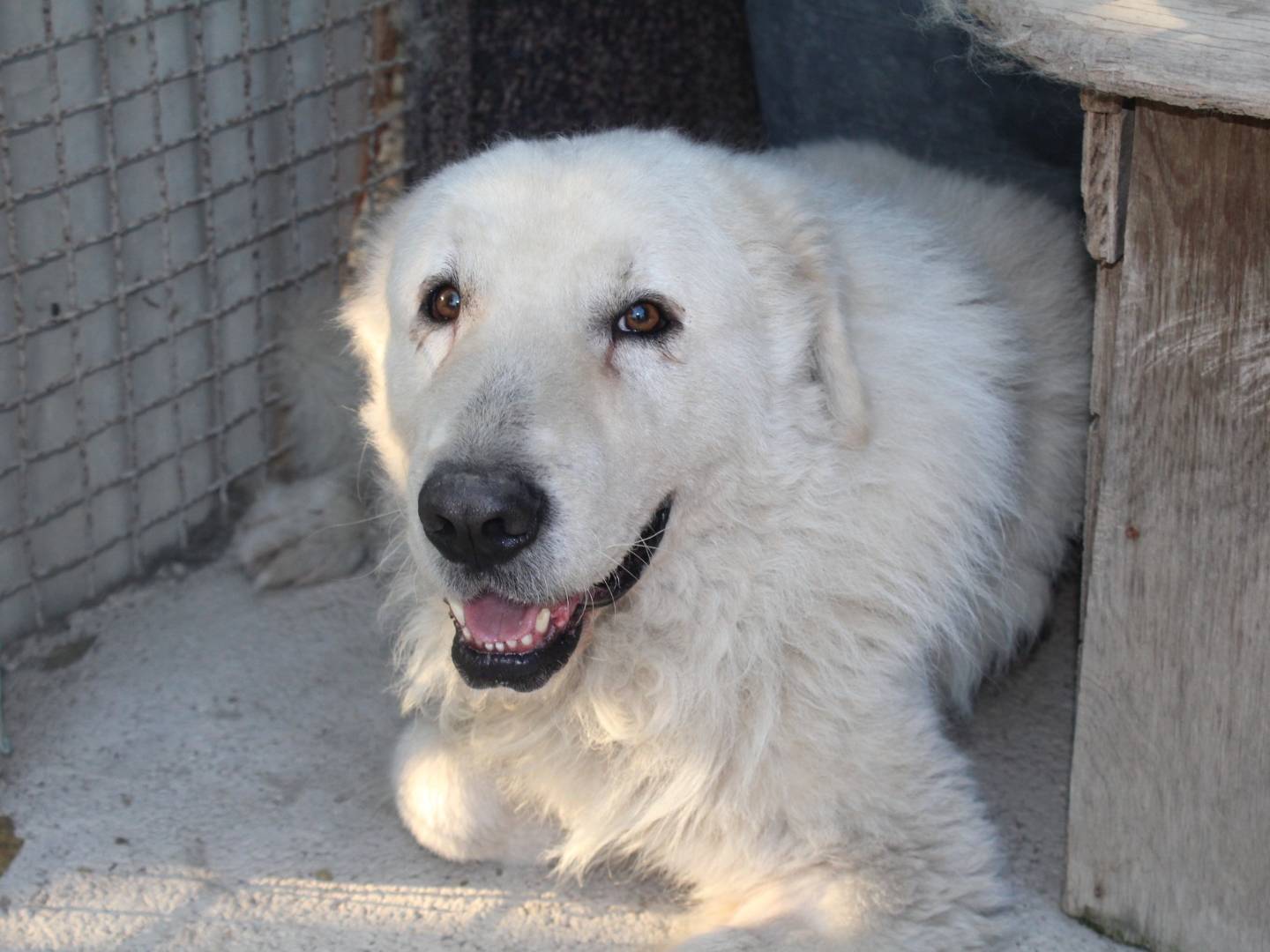 Adotta un cane, maschio, 2 anni  e 1 mese, Roma