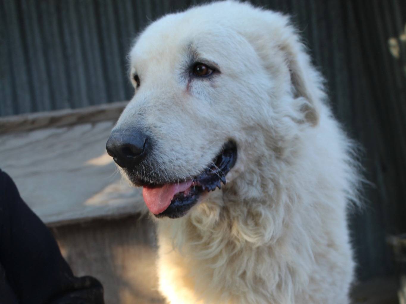 Adotta un cane, taglia gigante, maschio, Roma