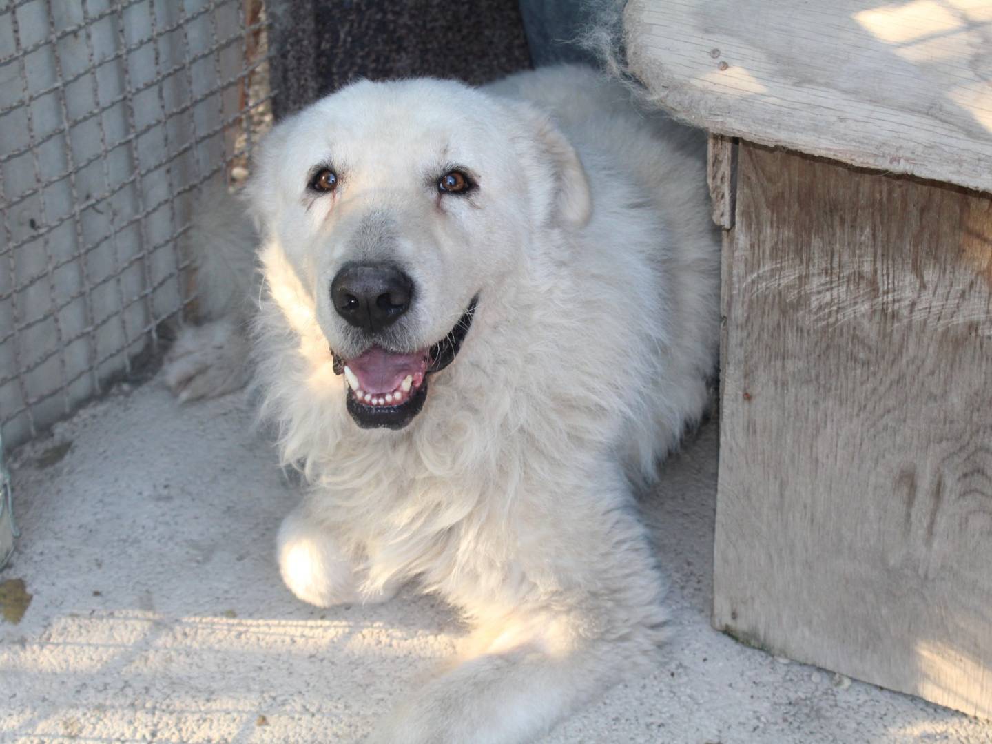 Vuoi adottare un cane a Roma?