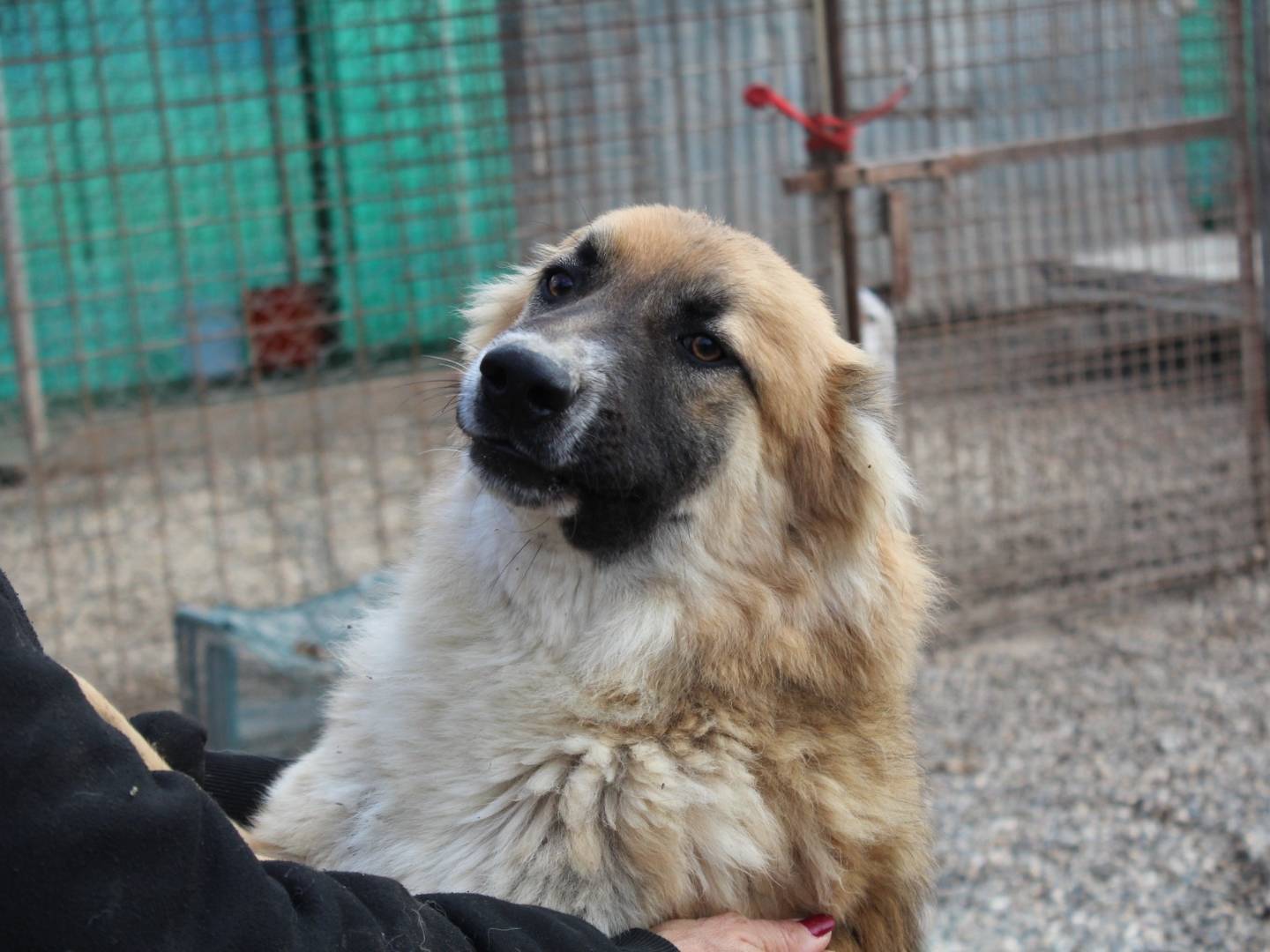 Adotta un cane, maschio, 2 anni  e 3 mesi , Roma