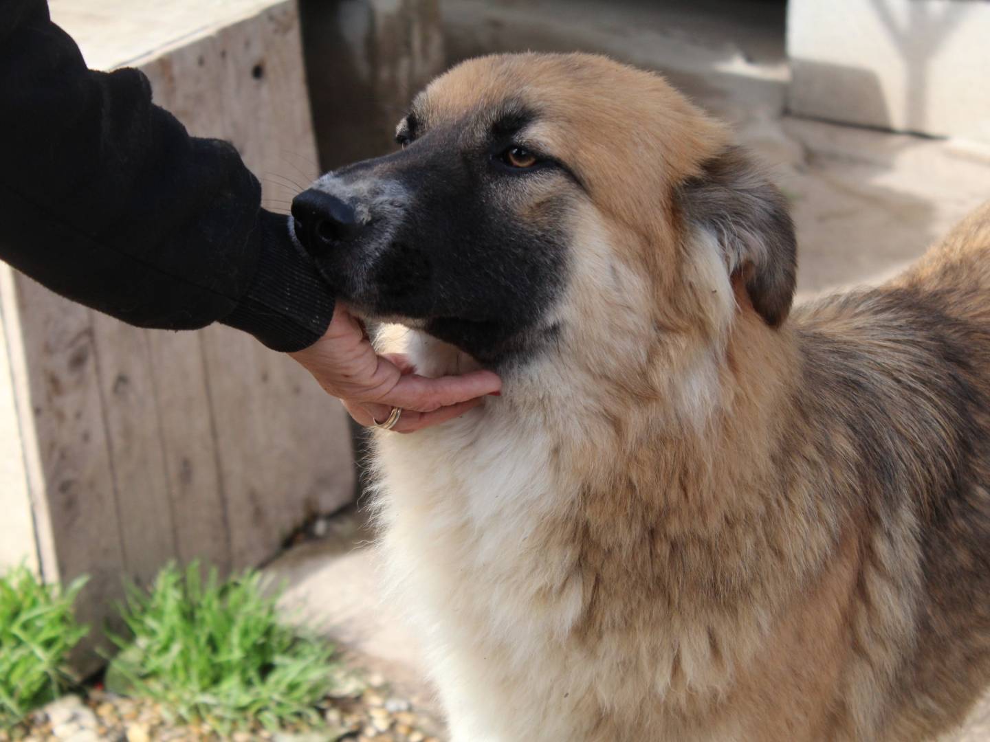 Adotta un cane, taglia media, maschio, Roma