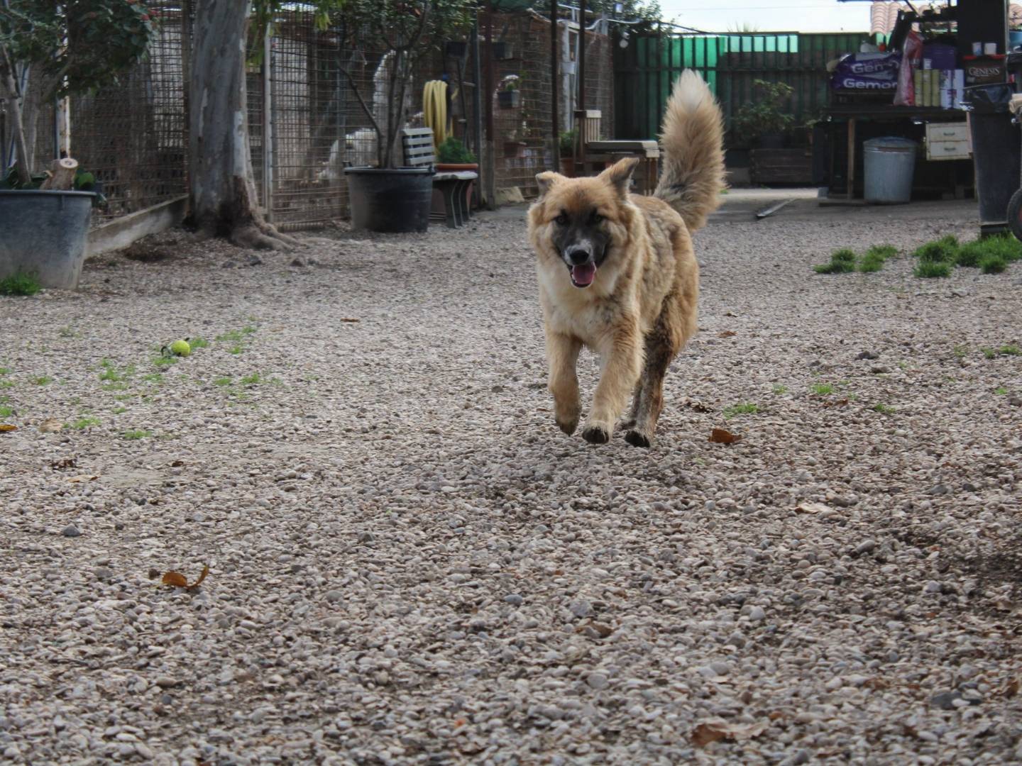 Vuoi adottare un cane a Roma?