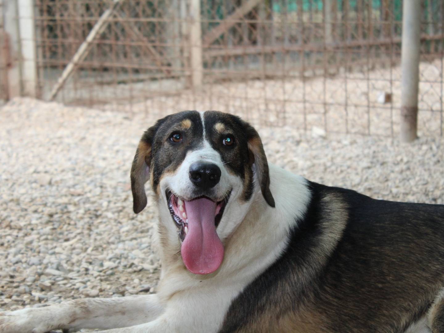 Adotta un cane, maschio, 1 anno e 5 mesi , Roma