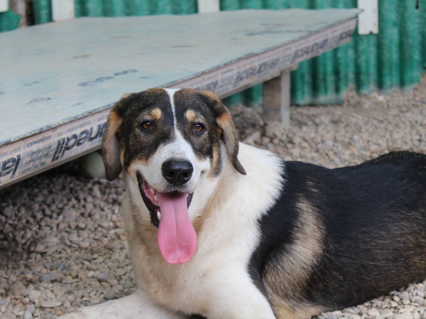 Adotta un cane, taglia media, maschio, Roma