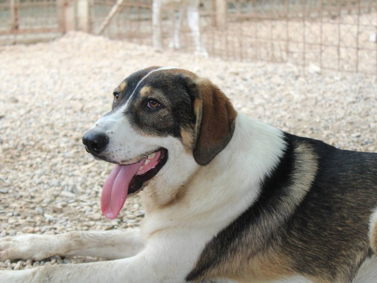 Vuoi adottare un cane a Roma?