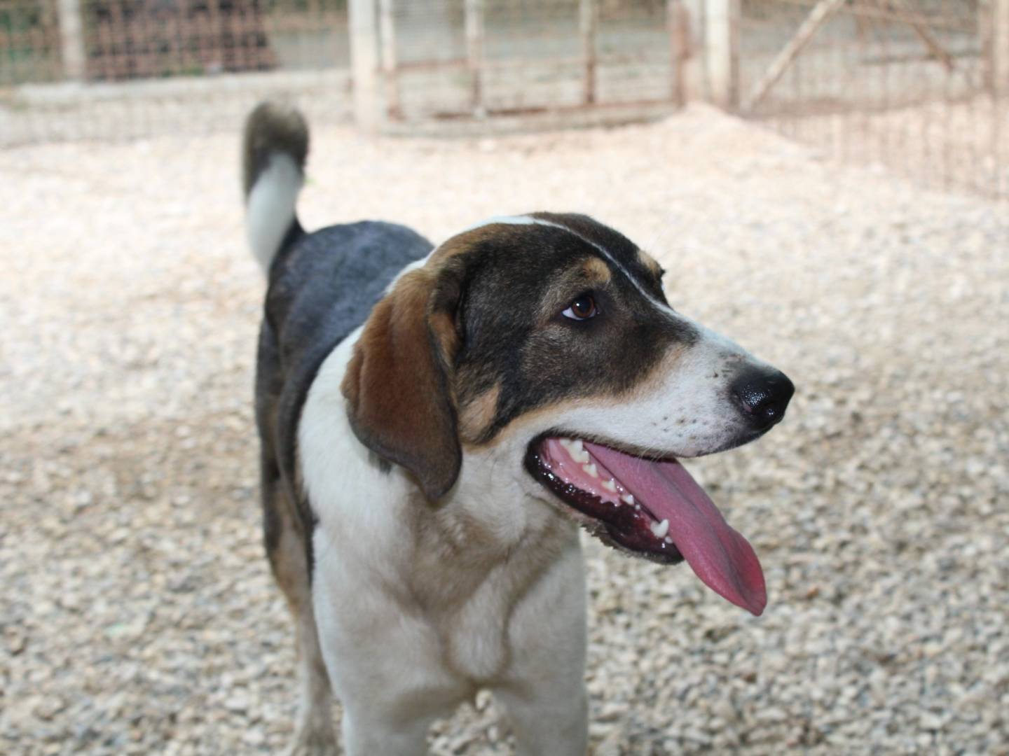 Adotta il cane William a Roma