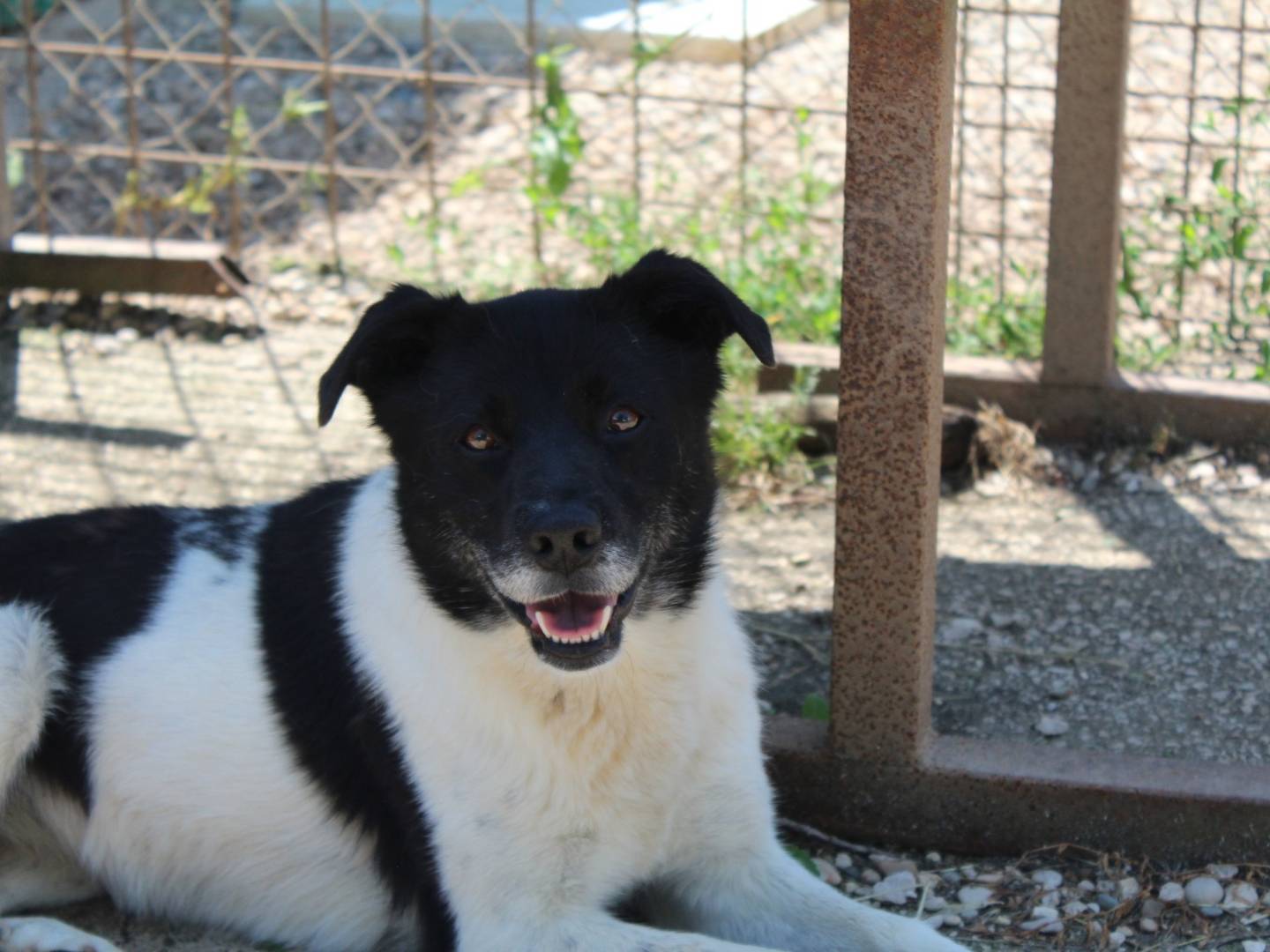 Adotta un cane, femmina, 5 anni  e 5 mesi , Roma