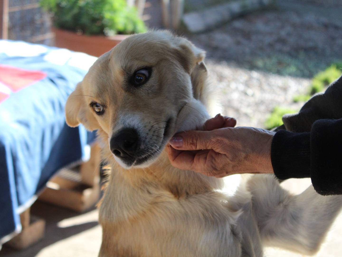 Foto dell'animale