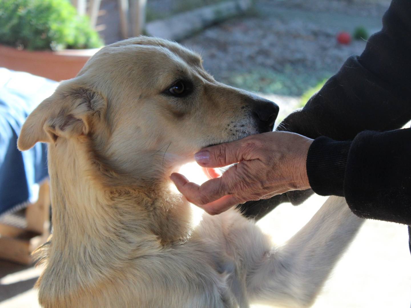 Adotta un cane, maschio, 1 anno e 5 mesi , Roma