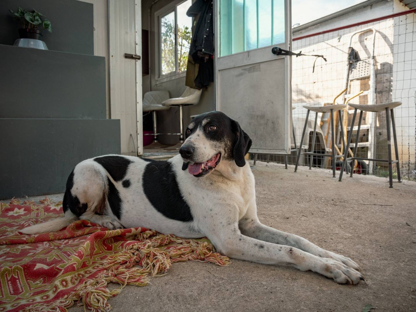Adotta un cane, maschio, 8 anni  e 2 mesi , Roma