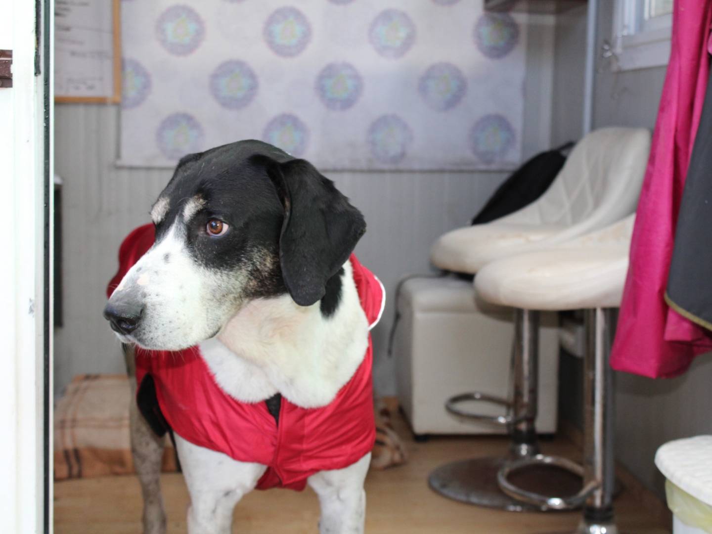 Adotta un cane, taglia grande, maschio, Roma