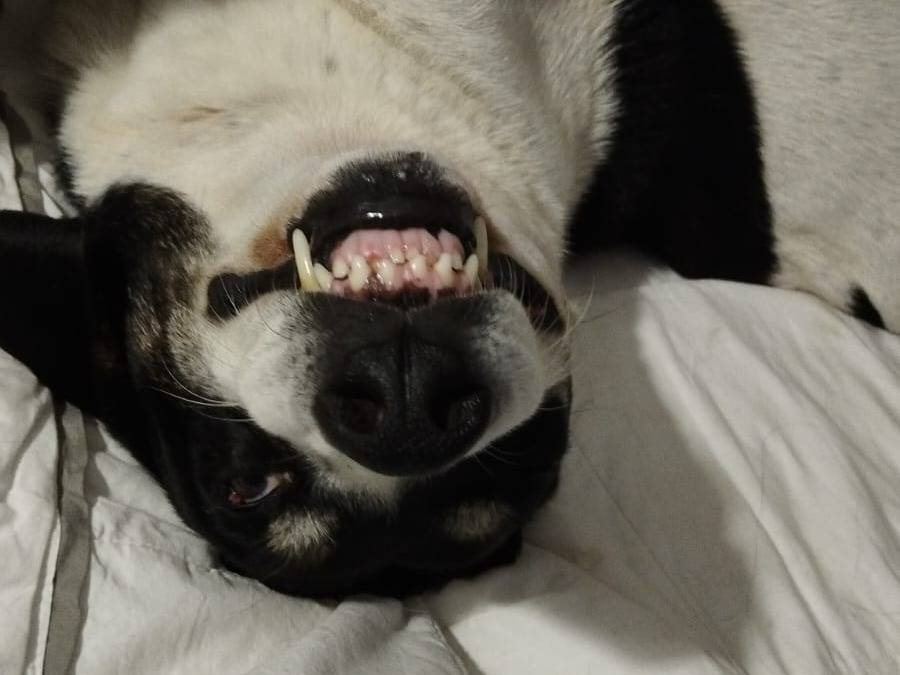Vuoi adottare un cane a Roma?