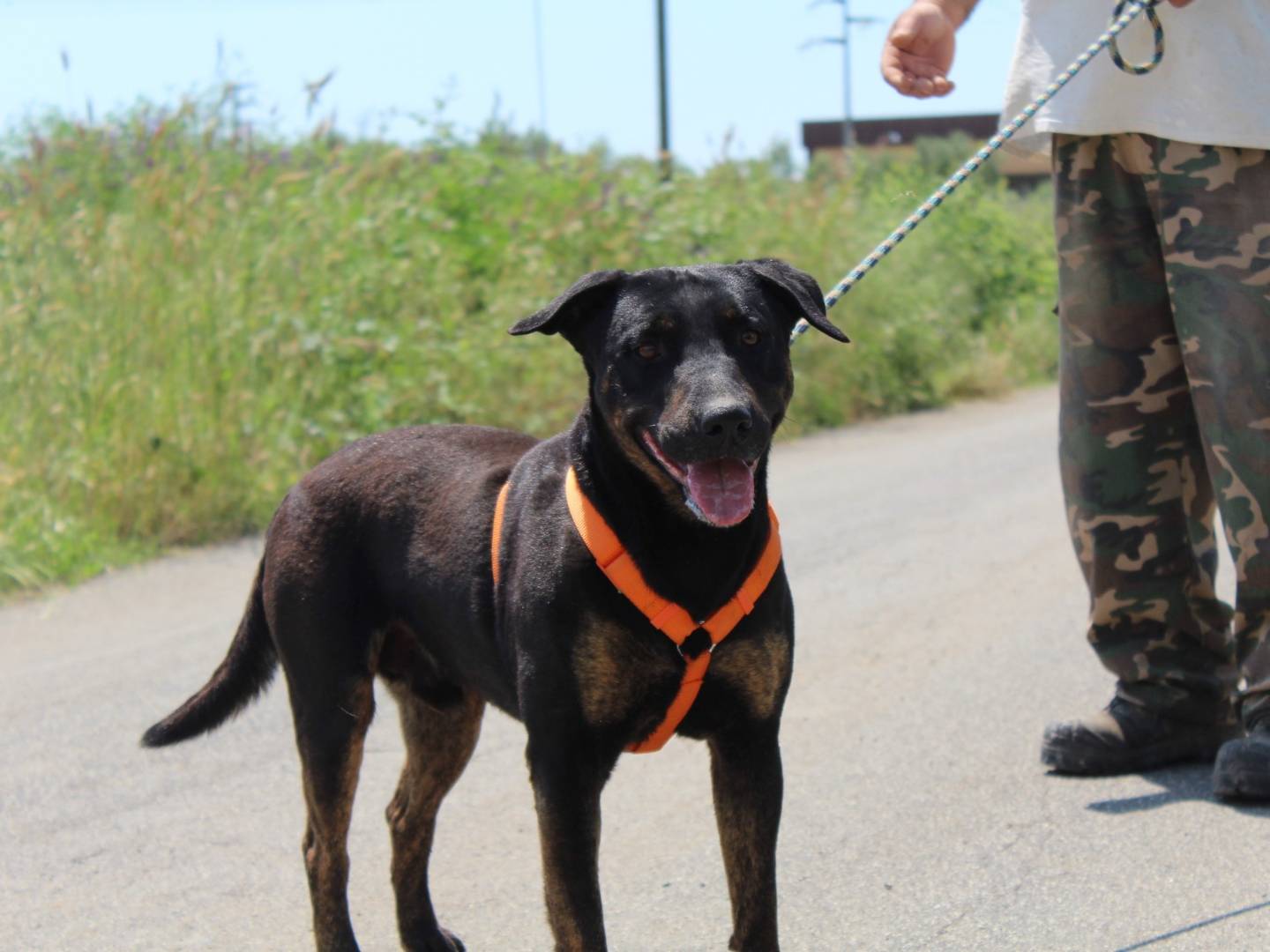 Adotta un cane, maschio, 4 anni  e 5 mesi , Roma