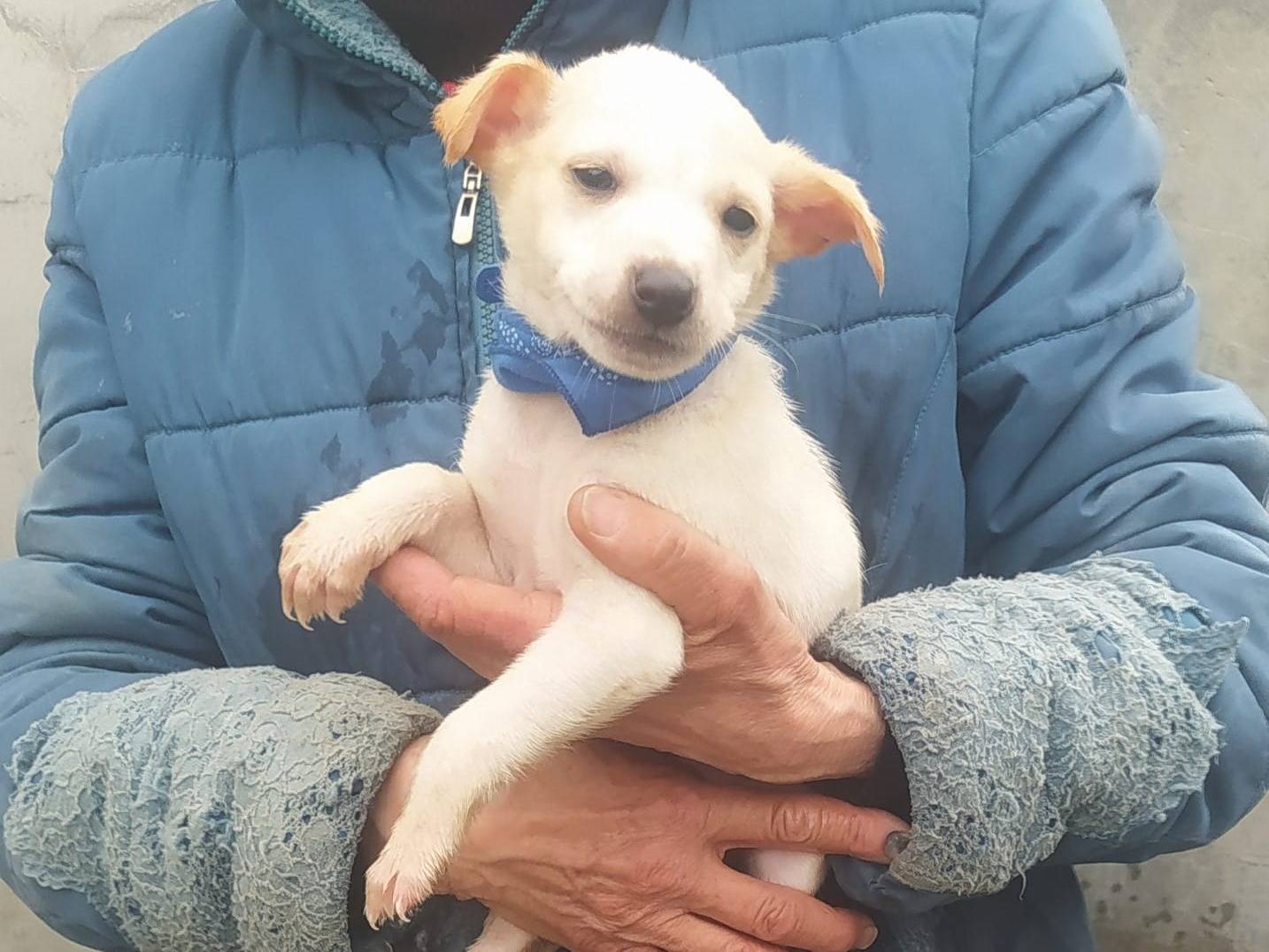 Adotta un cane, maschio, 1 mesi, Cosenza