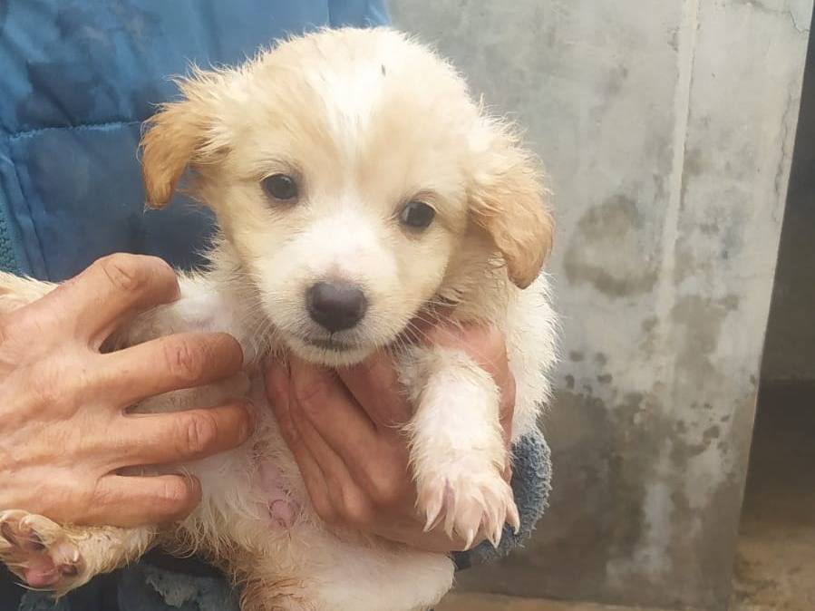 Adotta un cane, taglia piccola, maschio, Cosenza
