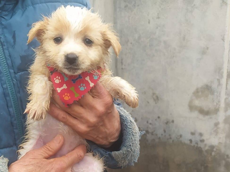 Vuoi adottare un cane a Cosenza?