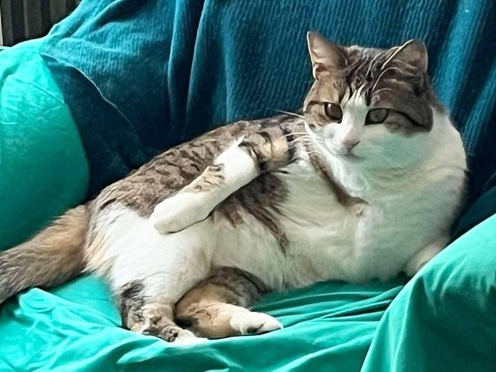 Adozione gatto, femmina, Razza sconosciuta Razza sconosciuta, 2 anni  e 1 mese, taglia non valida, Torino