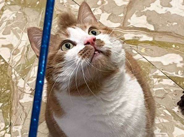 Foto dell'animale