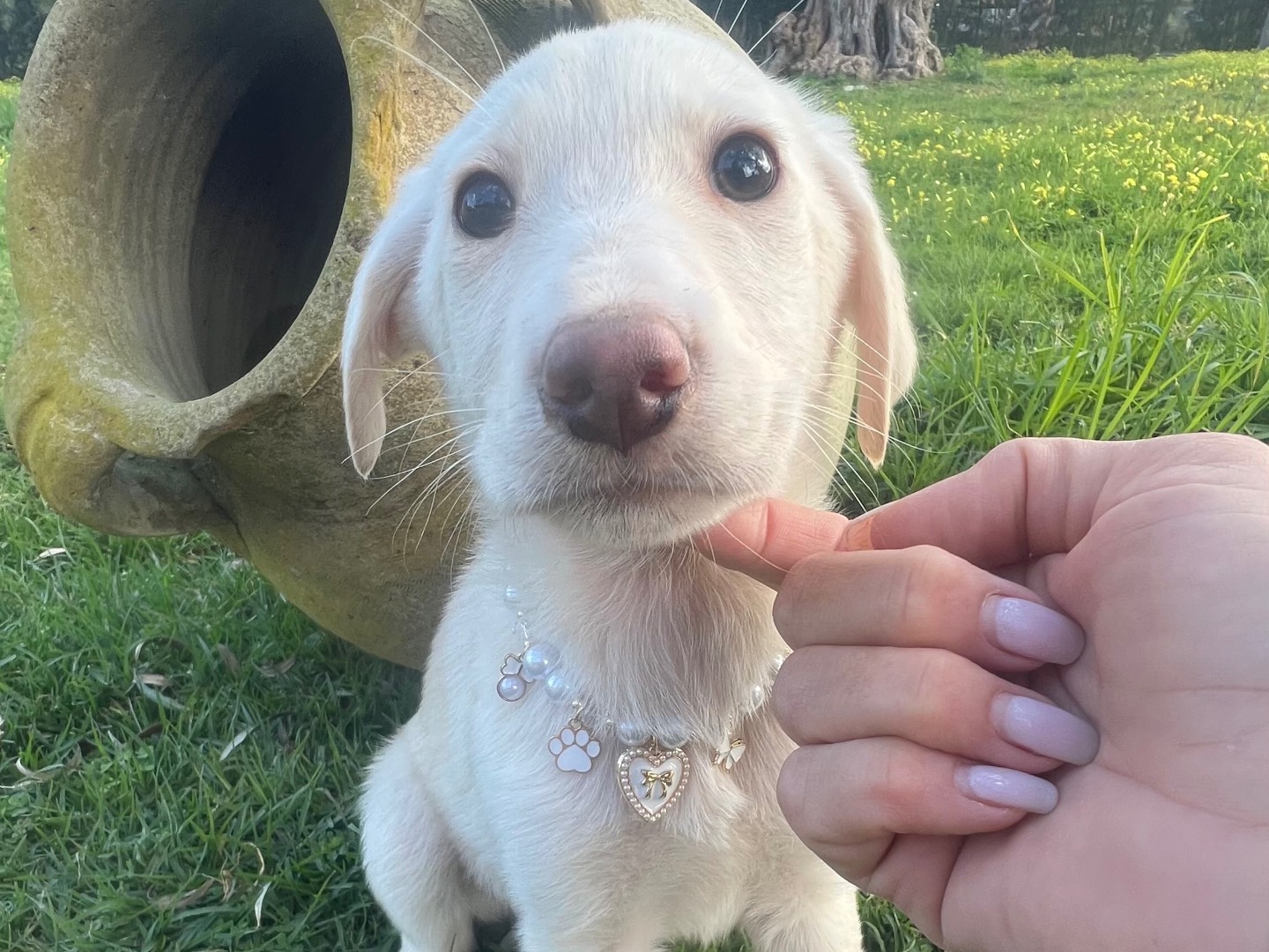 Adozione cane, femmina, Razza sconosciuta Razza sconosciuta, 1 mesi, taglia media, Siracusa