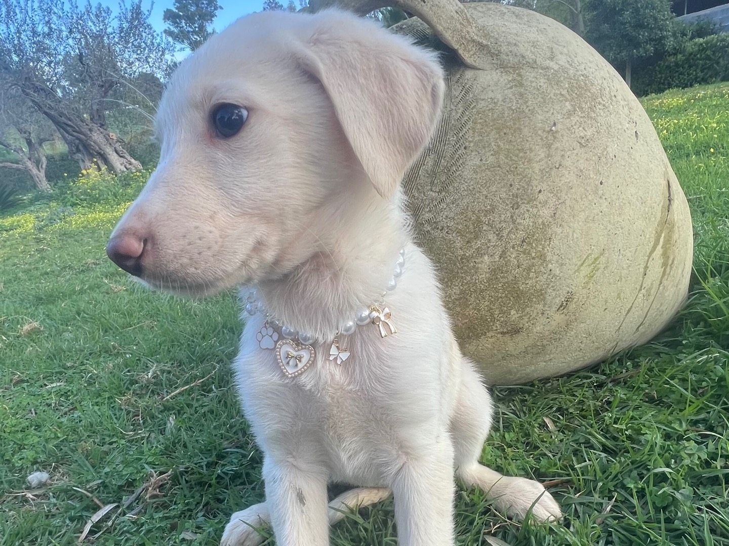 Adotta un cane, femmina, 1 mesi, Siracusa