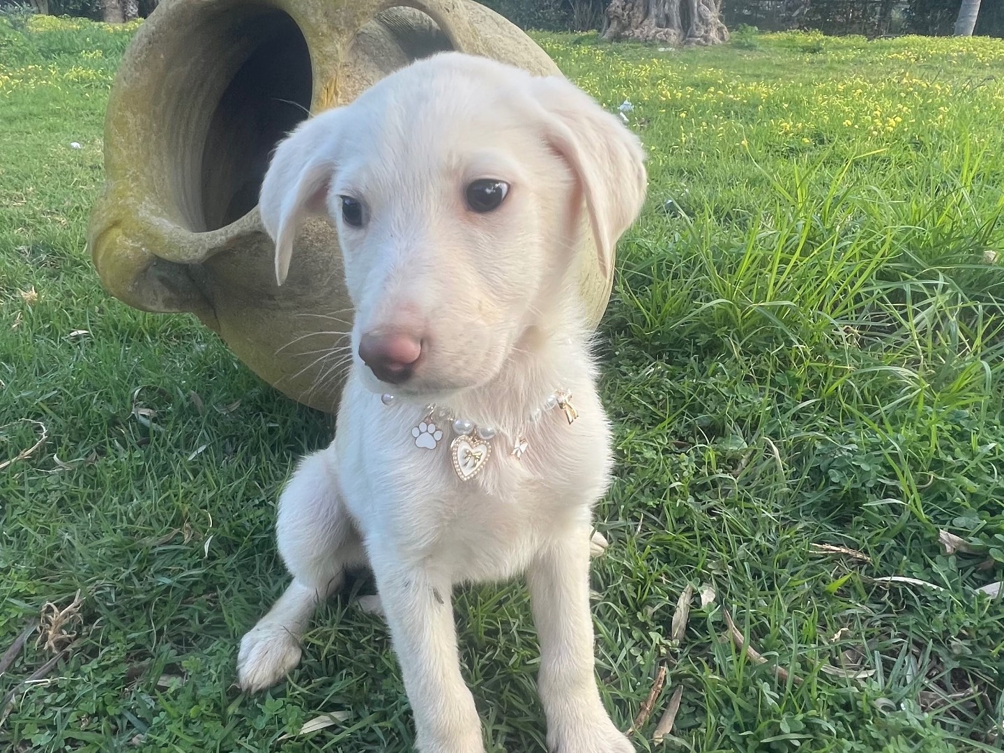 Adotta un cane, taglia media, femmina, Siracusa