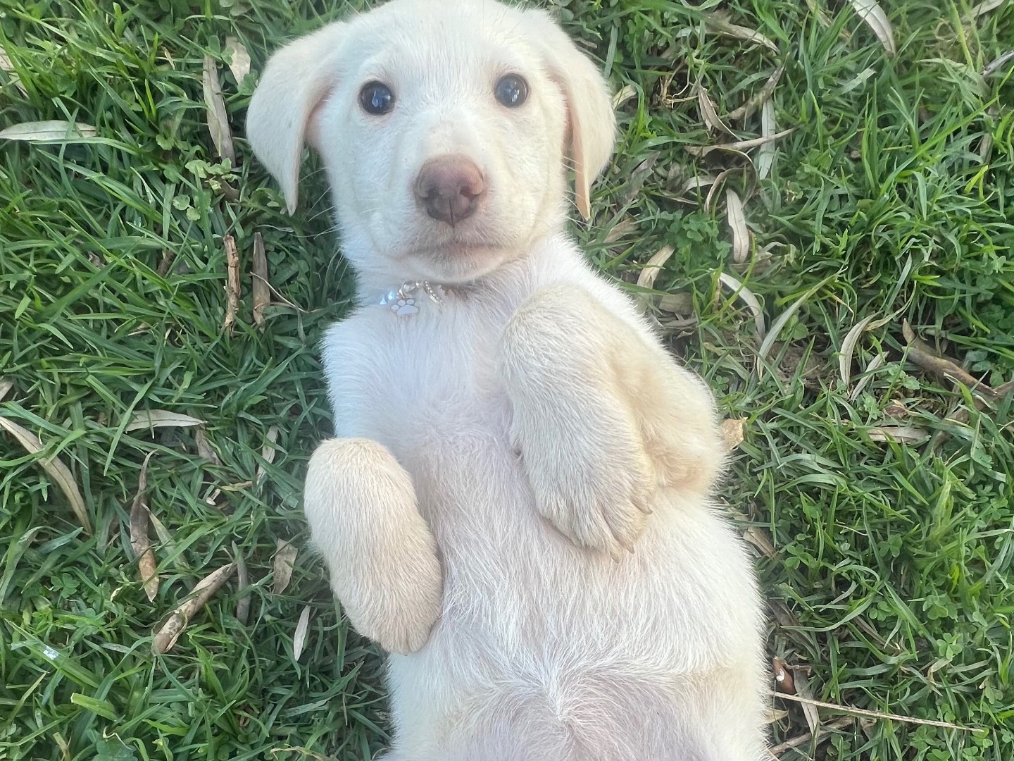 Vuoi adottare un cane a Siracusa?