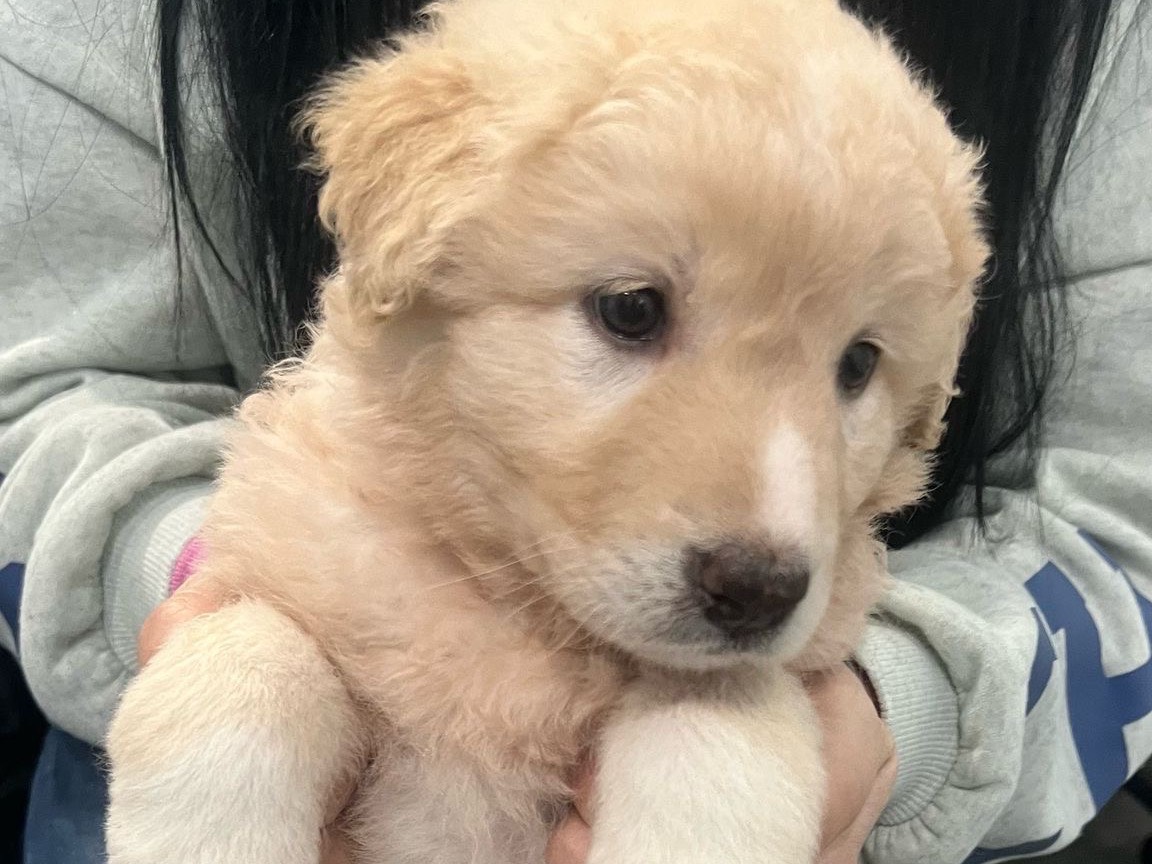Adotta un cane, femmina, 1 mesi, Siracusa