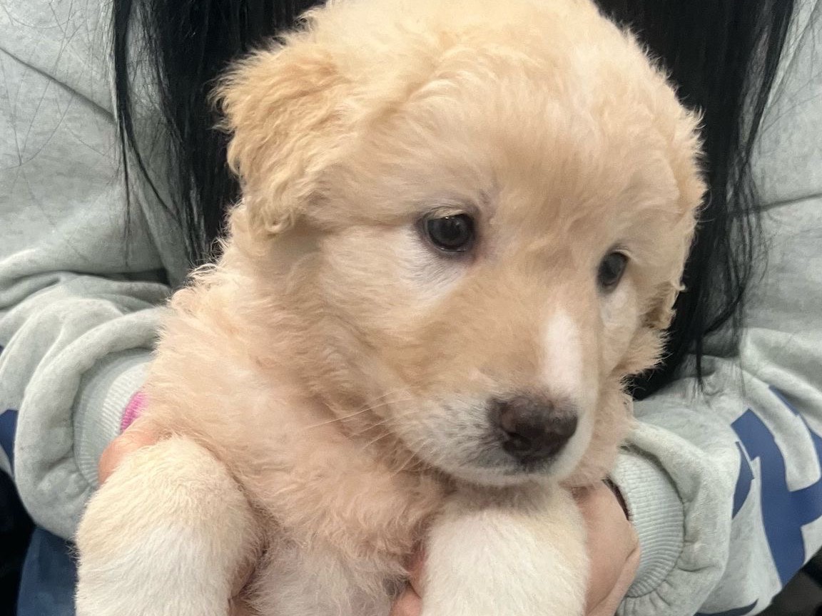 Adotta un cane, taglia grande, femmina, Siracusa
