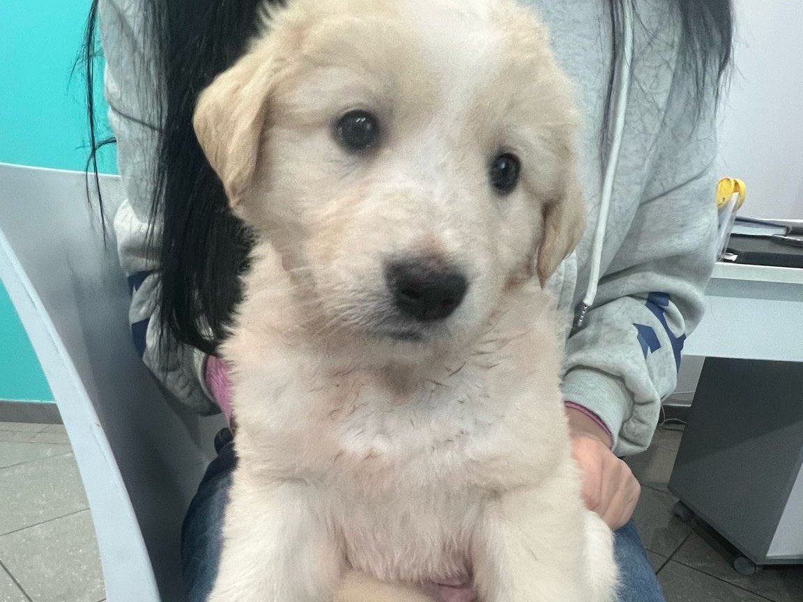 Adozione cane, femmina, Razza sconosciuta Razza sconosciuta, 1 mesi, taglia grande, Siracusa