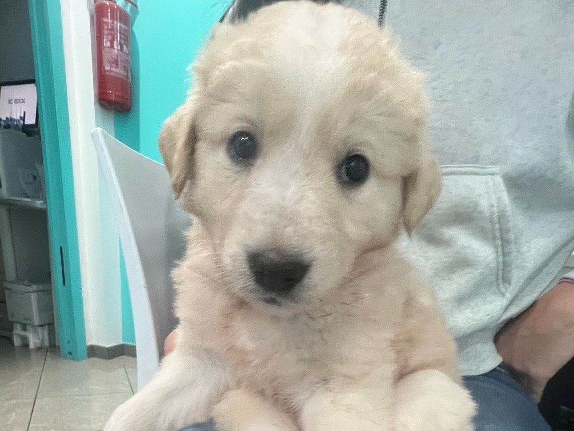 Adotta un cane, femmina, 1 mesi, Siracusa