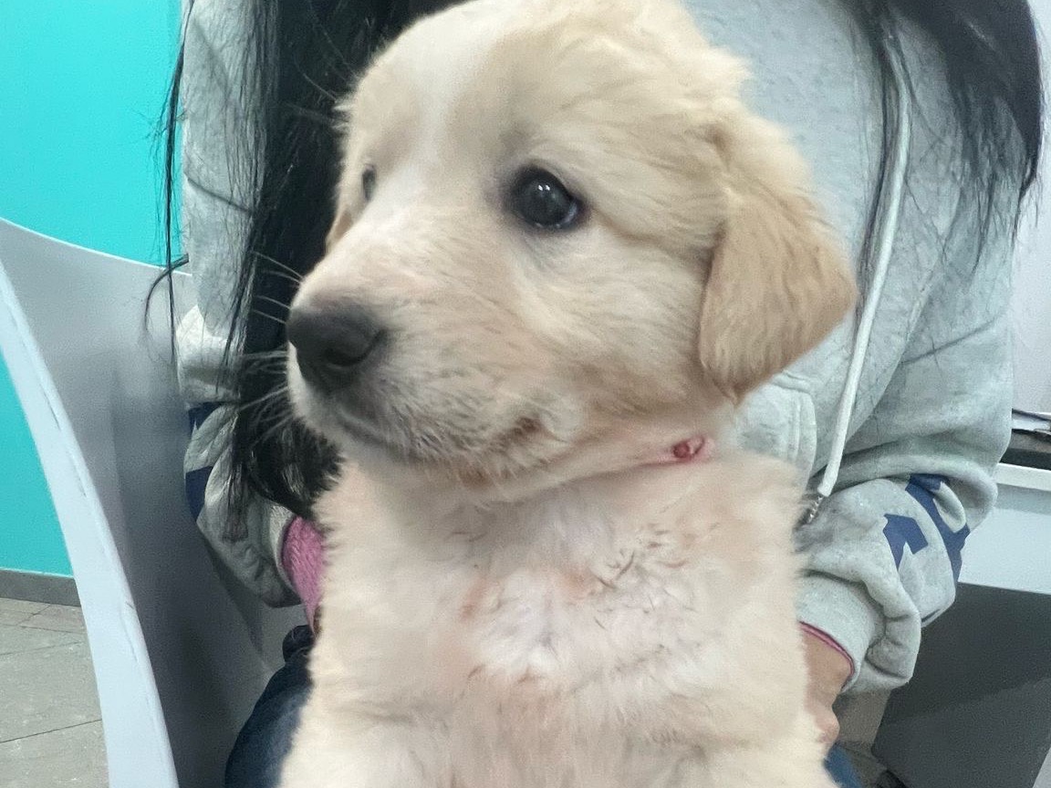 Adotta un cane, taglia grande, femmina, Siracusa