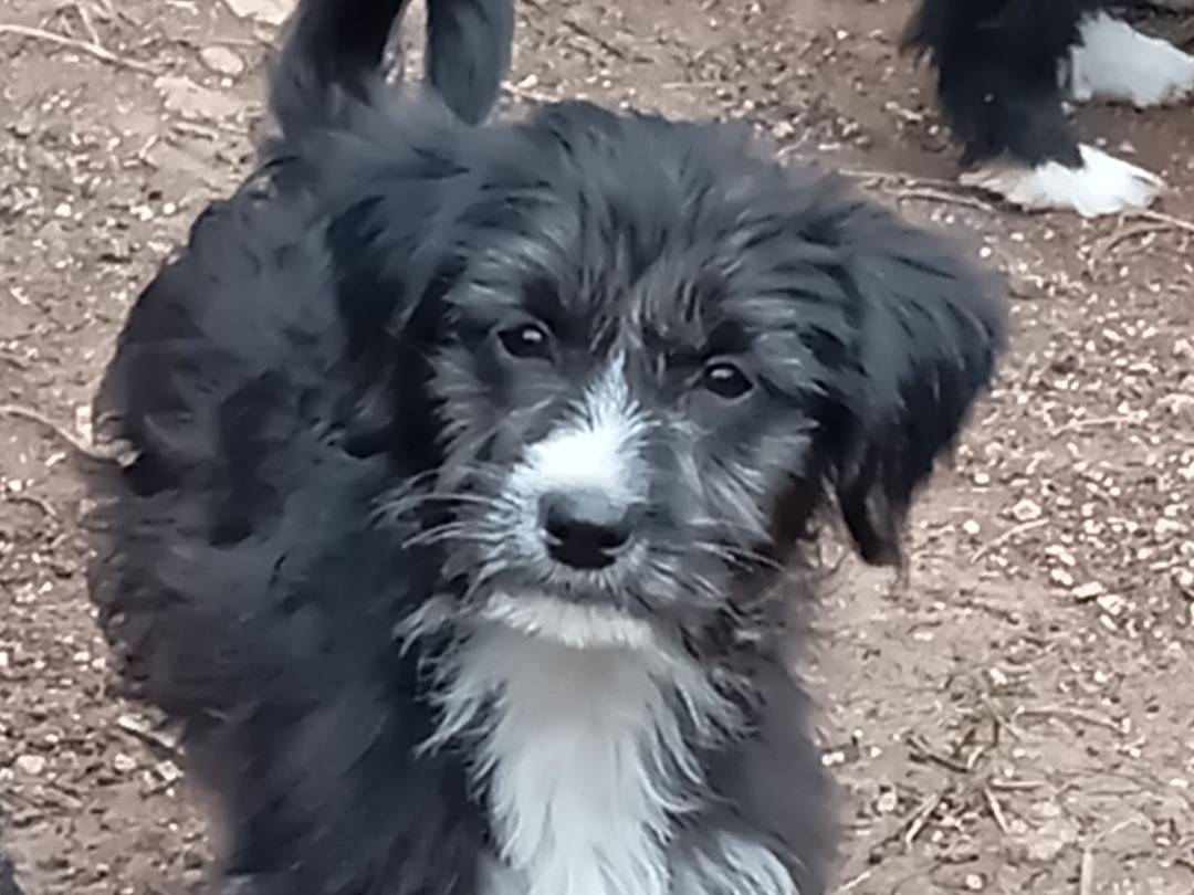 Foto dell'animale