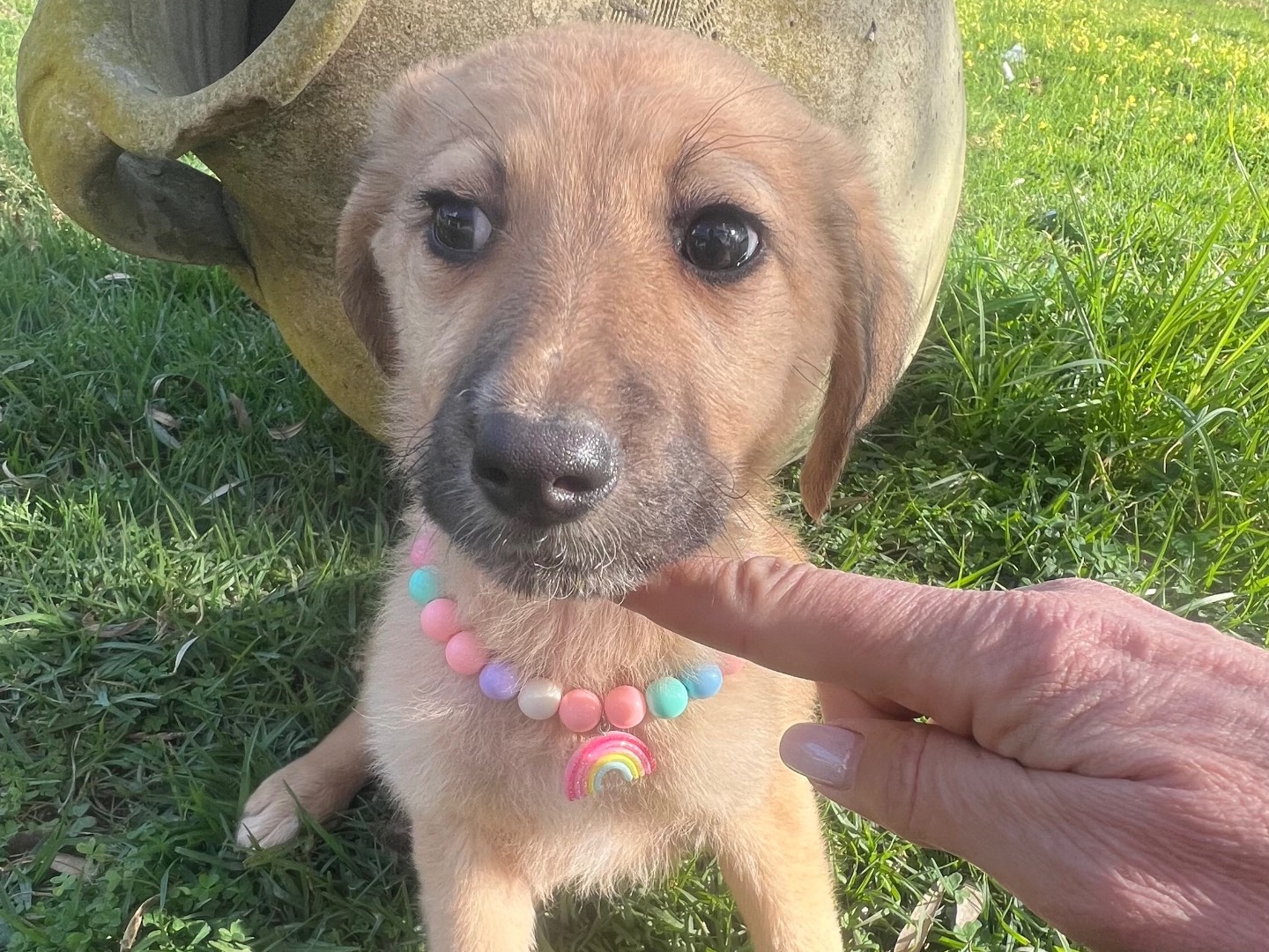 Adozione cane, femmina, Razza sconosciuta Razza sconosciuta, 1 mesi, taglia media, Siracusa