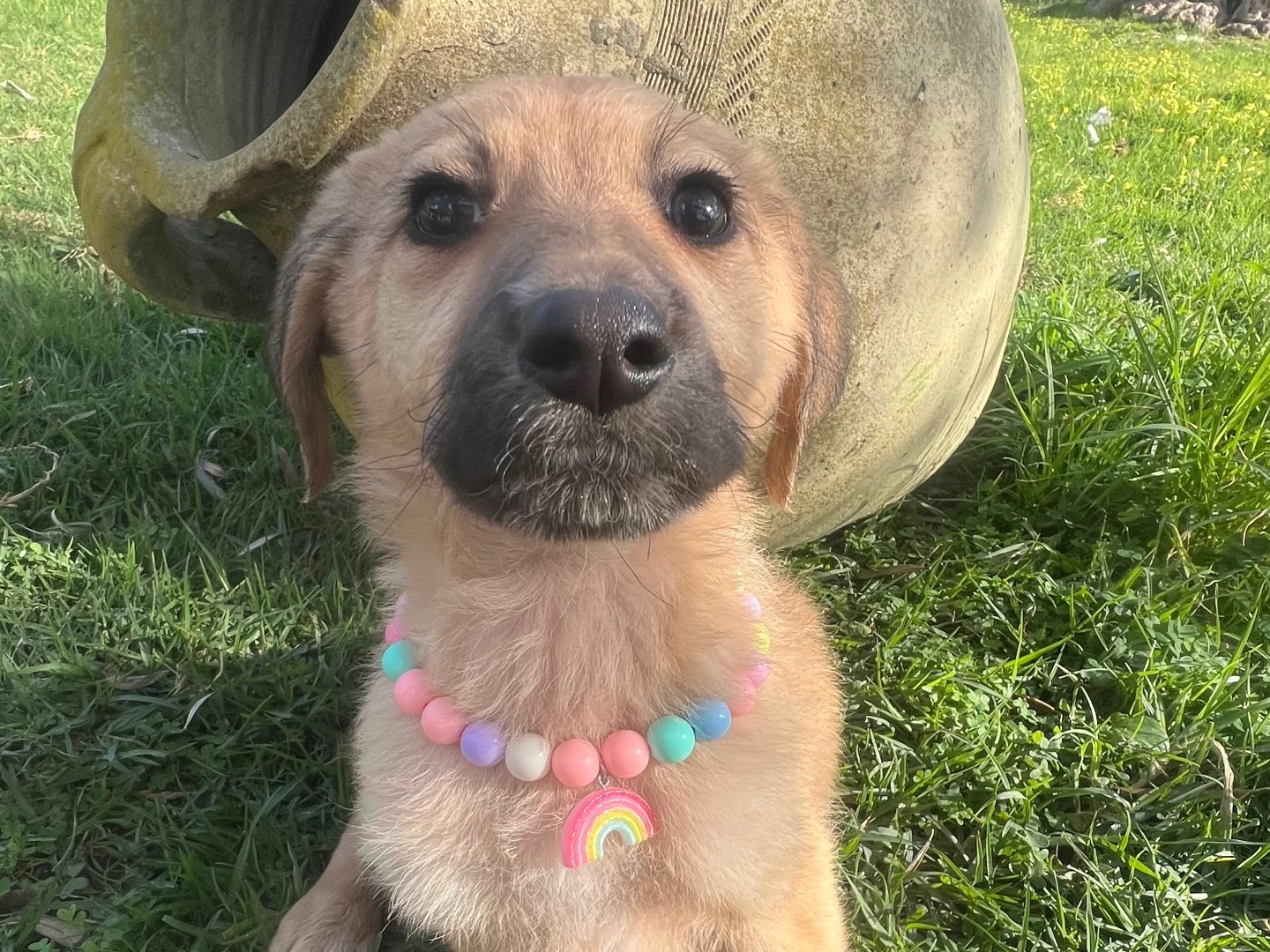 Adotta un cane, femmina, 1 mesi, Siracusa